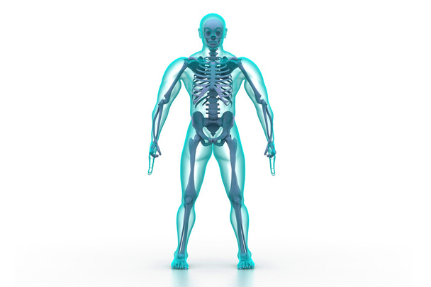 X-ray illustration of human body and skeleton - Photo, Image