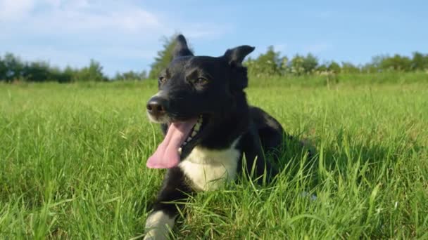 スローモーション、ポートレート:かわいい子犬は、空のフィールドの周りの夏の暑さの中で実行した後、まだ重く呼吸しています。所有者と遊んでから日当たりの良い自然を見回す陽気なボーダーコリー犬. - 映像、動画