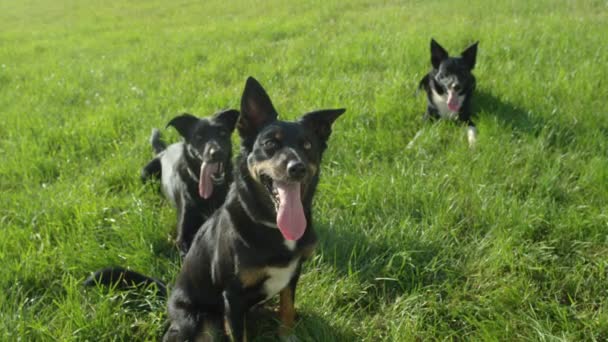 Zeitlupe, Porträt: Drei süße Border Collie-Hunde hecheln auf einer kühlen Wiese. Gehorsame schwarze Welpen atmen in der Sommerhitze schwer. entzückende pelzige Freunde liegen im kalten Gras. - Filmmaterial, Video