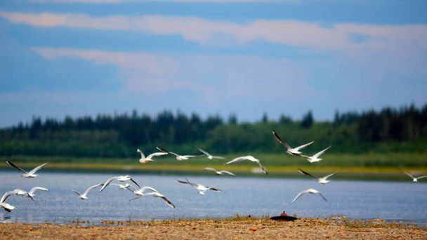 Małe stada dzikich północnych białych ptaków Seagulls leci machając skrzydłami nad brzegiem rzeki vilyu w Yakutia na tle Taiga lasu iglastego. - Zdjęcie, obraz