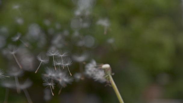 SLOW MOTION, CLOSE UP, COPY SPACE, DOF: Strong wind blows away the fuzzy dandelion seeds off the green stem and across the tranquil countryside. White blowball gets swept away by the spring breeze - Footage, Video