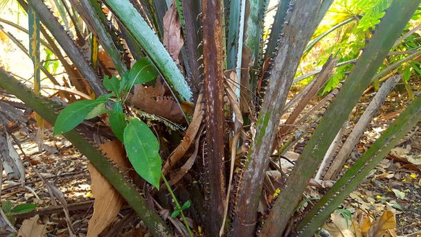 Zwergpalme, eine Pflanze mit scharfen Dornen - Foto, Bild