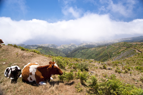 Cows on Madeira - Foto, Bild