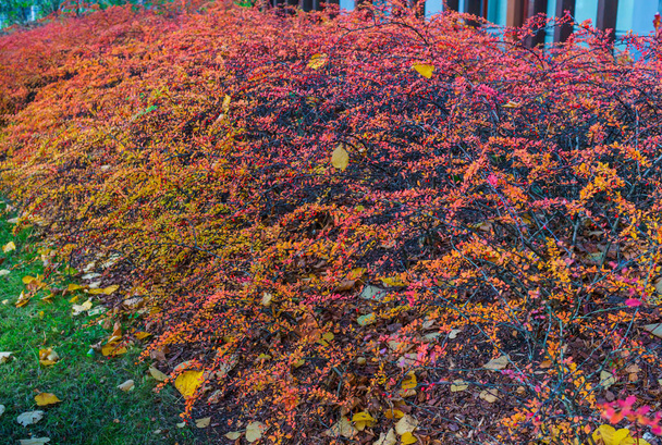 Decorative barberry bushes with fiery leaves and red berries. Autumn landscape. - Photo, Image