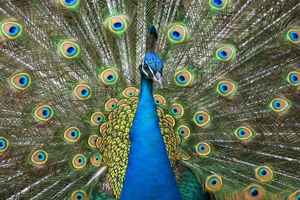 kleuren van de peacock - Foto, afbeelding