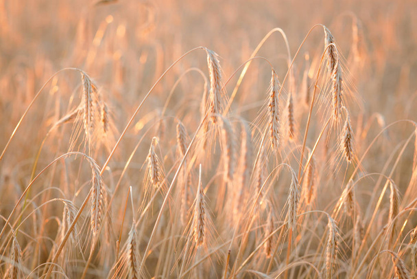 日没時に小麦を熟成させる畑。農業と収穫 - 写真・画像