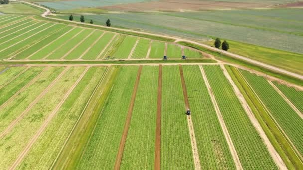 Terras agrícolas com culturas verdes de cima - Filmagem, Vídeo