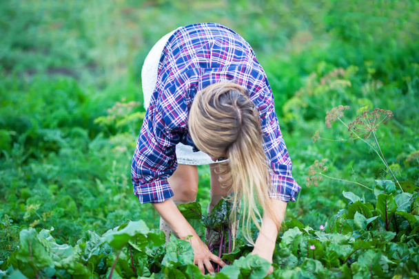 Farmer female picking fresh beetroot on a garden. - 写真・画像