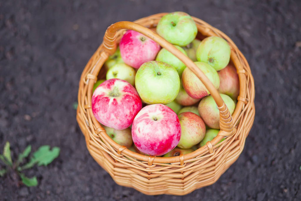Fresh and colorful apples in basket. Top view. - Fotó, kép
