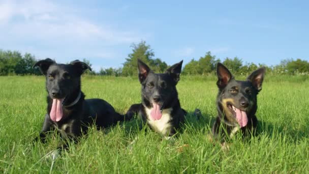 Slow Motion, portret: drie gehoorzame pups liggen nog steeds in het koude gras op het zonnige platteland. Mooie shot van een groep grens Collies rusten na het achtervolgen van elkaar rond de lege weide. - Video