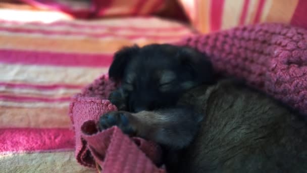 Cute puppy breed Dog sleeping. Little dog. - Footage, Video