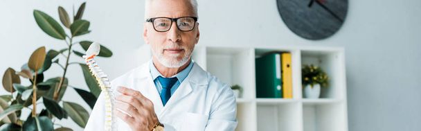 πανοραμικό σφηνάκι από μούσι γιατρό σε γυαλιά κρατώντας το μοντέλο της σπονδυλικής στήλης  - Φωτογραφία, εικόνα