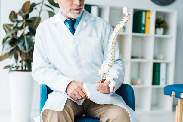 vista recortada del médico barbudo en bata blanca que sostiene el modelo de columna vertebral en la clínica
  - Foto, Imagen