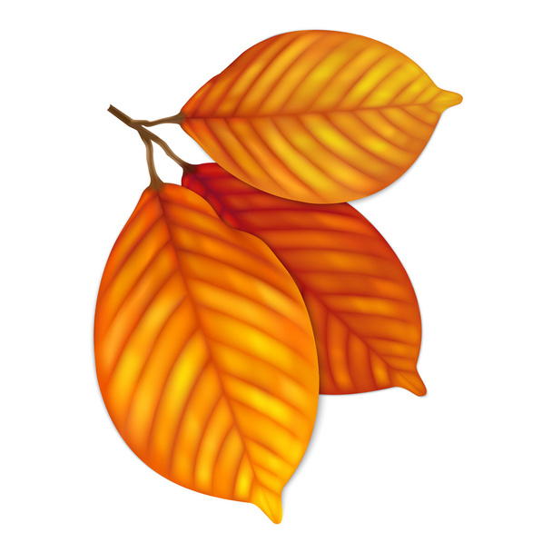 Дуже детальне осіннє листя
 - Вектор, зображення