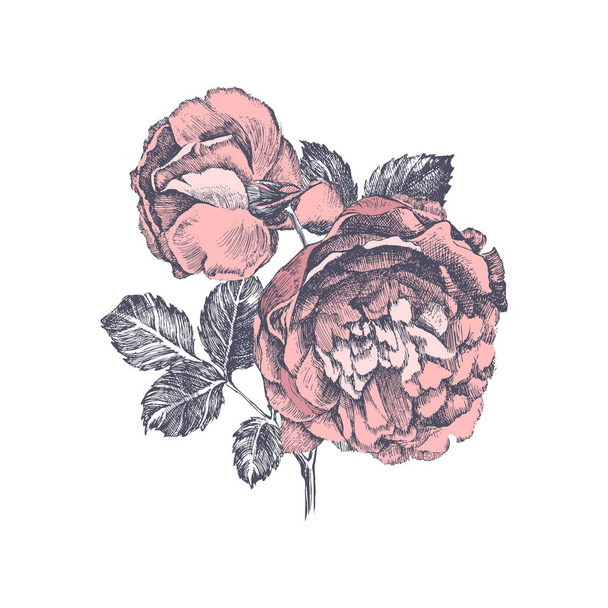 Ramo de rosas vinícolas desenhadas à mão isoladas sobre fundo branco
 - Vetor, Imagem