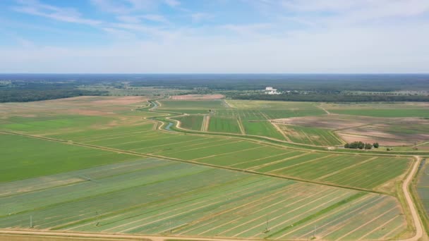 Landbouwgrond met groene gewassen van bovenaf - Video