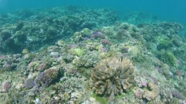 スローモーション、水中:地球温暖化のためにその見事な色を失ってサンゴ礁の周りを泳ぐ熱帯魚の素晴らしいショット。エキゾチックな野生生物と海底に影響を与える有害な気候変動. - 映像、動画