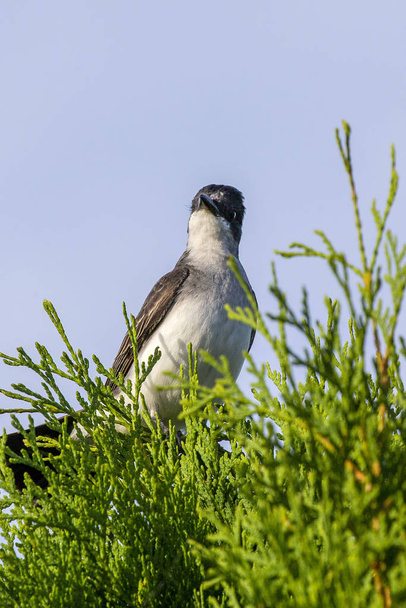 The eastern kingbird (Tyrannus tyrannus) near their nesting place - Photo, Image
