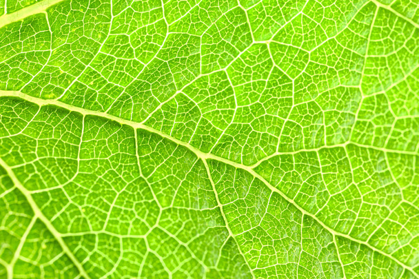 Textur des grünen Blattes, Nahaufnahme - Foto, Bild