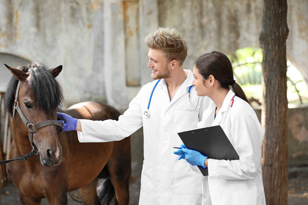 Κτηνίατροι που εξετάζουν το άλογο σε αγρόκτημα - Φωτογραφία, εικόνα