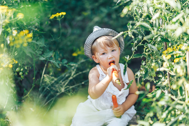Маленький мальчик фермер, сидящий в рядах томатов, одетый в белый комбинезон и серую шляпу, поедающий морковь, время сбора урожая
 - Фото, изображение