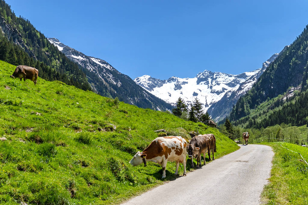 Выпас коров - альпийский горный ландшафт
 - Фото, изображение