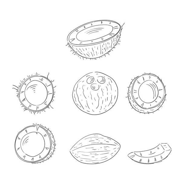 Coconut whole and cut in halves hand drawn outline illustrations set - Vector, Image