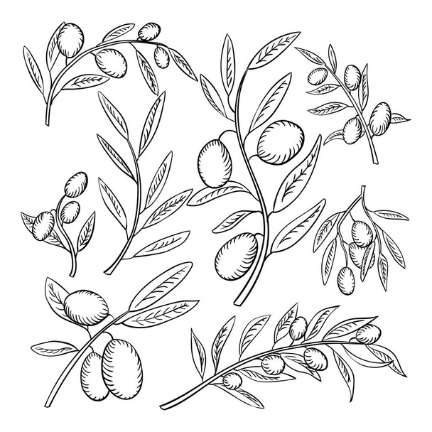 Gałęzie oliwne z owocami zarys ilustracji zestaw - Wektor, obraz