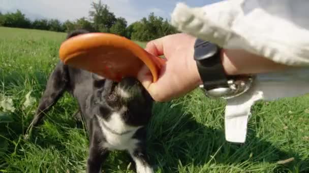 Zeitlupe, pov: Der energische Hund zerreißt beim Spielen mit Herrchen ein orangefarbenes Gummi-Frisbee. Der verspielte Border Collie zieht am Spielzeug und vergnügt sich draußen. niedlicher Welpe und Besitzer genießen im Sommer. - Filmmaterial, Video