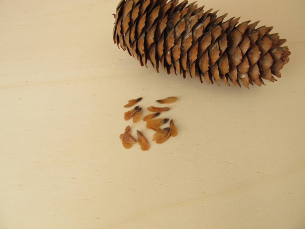 Cones and edible seeds of the spruce - Photo, Image