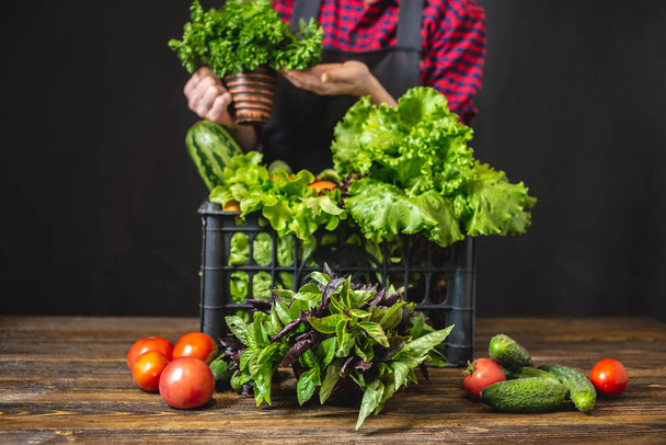 Młoda farmerka trzyma pudełko ze świeżymi warzywami i zieloną sałatką. Surowce ekologiczne uprawiane w gospodarstwie. - Zdjęcie, obraz