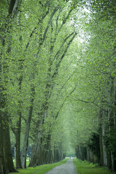 δρομάκι των δέντρων - Φωτογραφία, εικόνα