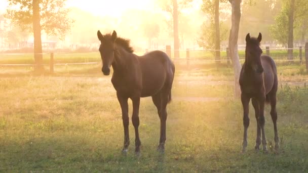 CERRAR: Dos jóvenes caballos de castaño permanecen quietos en un pintoresco prado verde en una espectacular mañana de primavera. Increíble toma de dos caballos jóvenes y sanos iluminados por los dorados rayos del sol del verano
. - Metraje, vídeo
