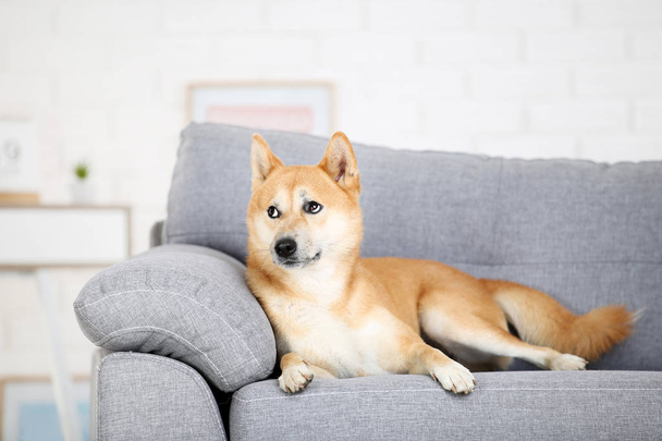 Shiba inu dog lying on grey sofa at home - Φωτογραφία, εικόνα