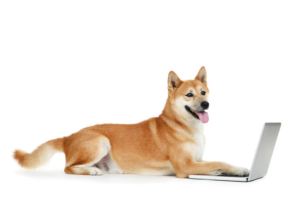 Shiba inu dog with laptop computer on white background - Foto, afbeelding