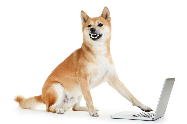 Shiba Inu hond met laptop computer op witte achtergrond - Foto, afbeelding