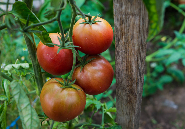 Tomates ecológicos maduros en el jardín listos para cosechar. - Foto, Imagen