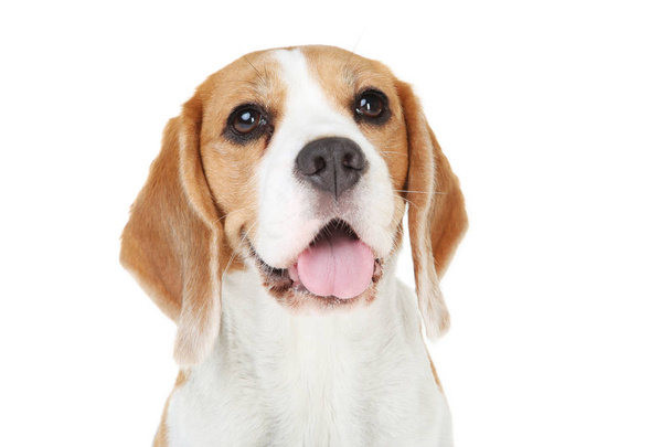 beagle cane isolato su sfondo bianco - Foto, immagini