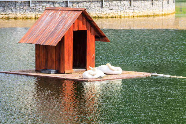 都市公園内の湖に白鳥のための木造住宅 - 写真・画像