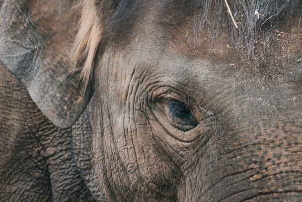 zblízka na smutného slona - Fotografie, Obrázek