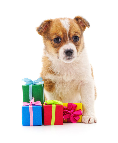 Dog with a gifts. - Foto, imagen