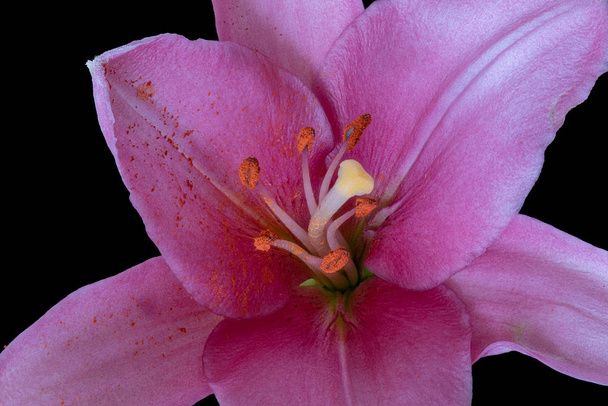 Macro du coeur d'une fleur de lis rose, pollen orange sur fond noir
 - Photo, image