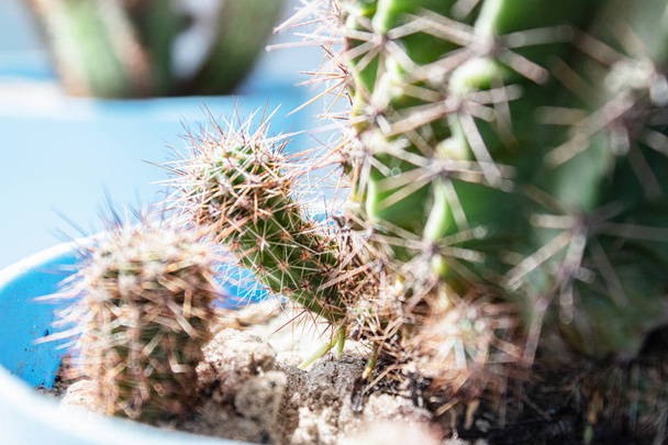 Cactus in een pot op een witte plank tegen de muur close-up. - Foto, afbeelding
