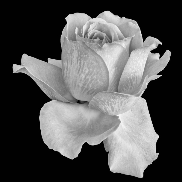 isoliertes monochromes weißes Rosenblütenmakro, schwarzer Hintergrund - Foto, Bild