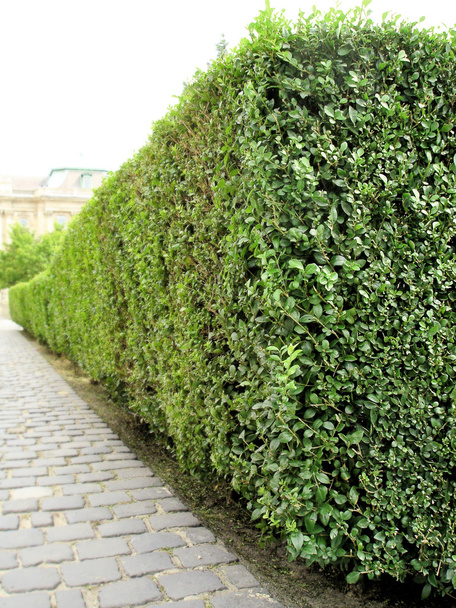 verde arbusto jardín perspectiva
 - Foto, Imagen