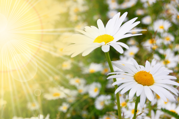 květina a slunce - Fotografie, Obrázek