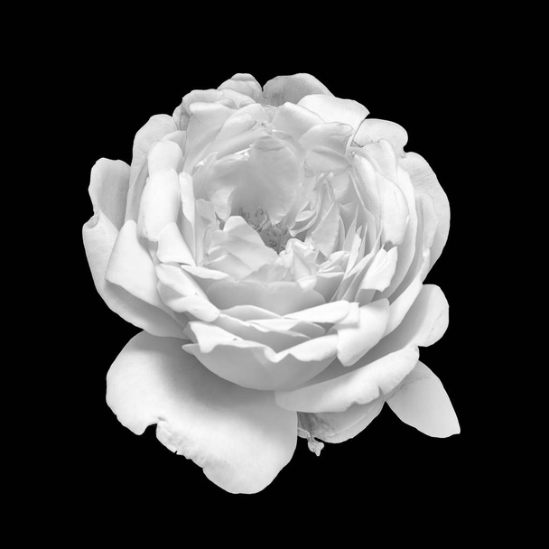 blanco rosa flor monocromo macro aislado sobre fondo negro
 - Foto, imagen