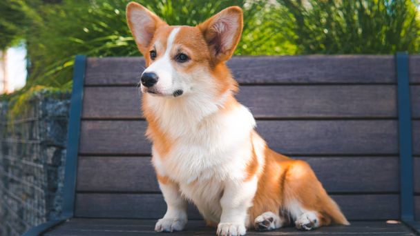 Portrait of a Cute Puppy Corgi Pembroke on the bench in the park - Photo, Image