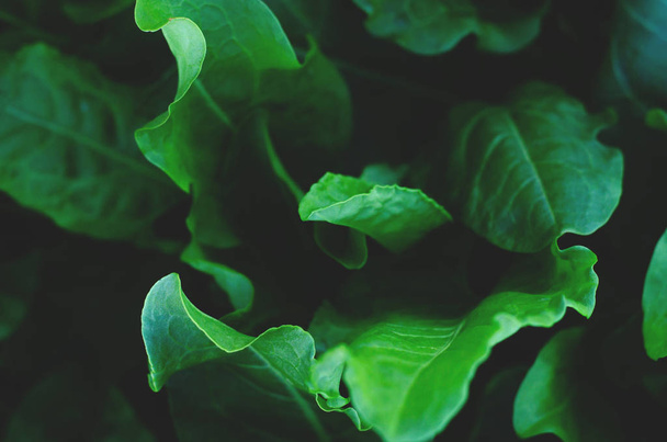 Fresh lettuce leaves grow in the garden.  - Фото, изображение