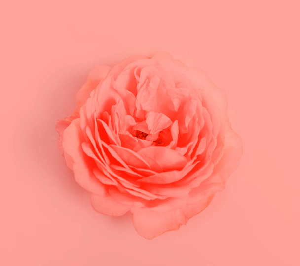 Beautiful living rose flower close up - Fotografie, Obrázek